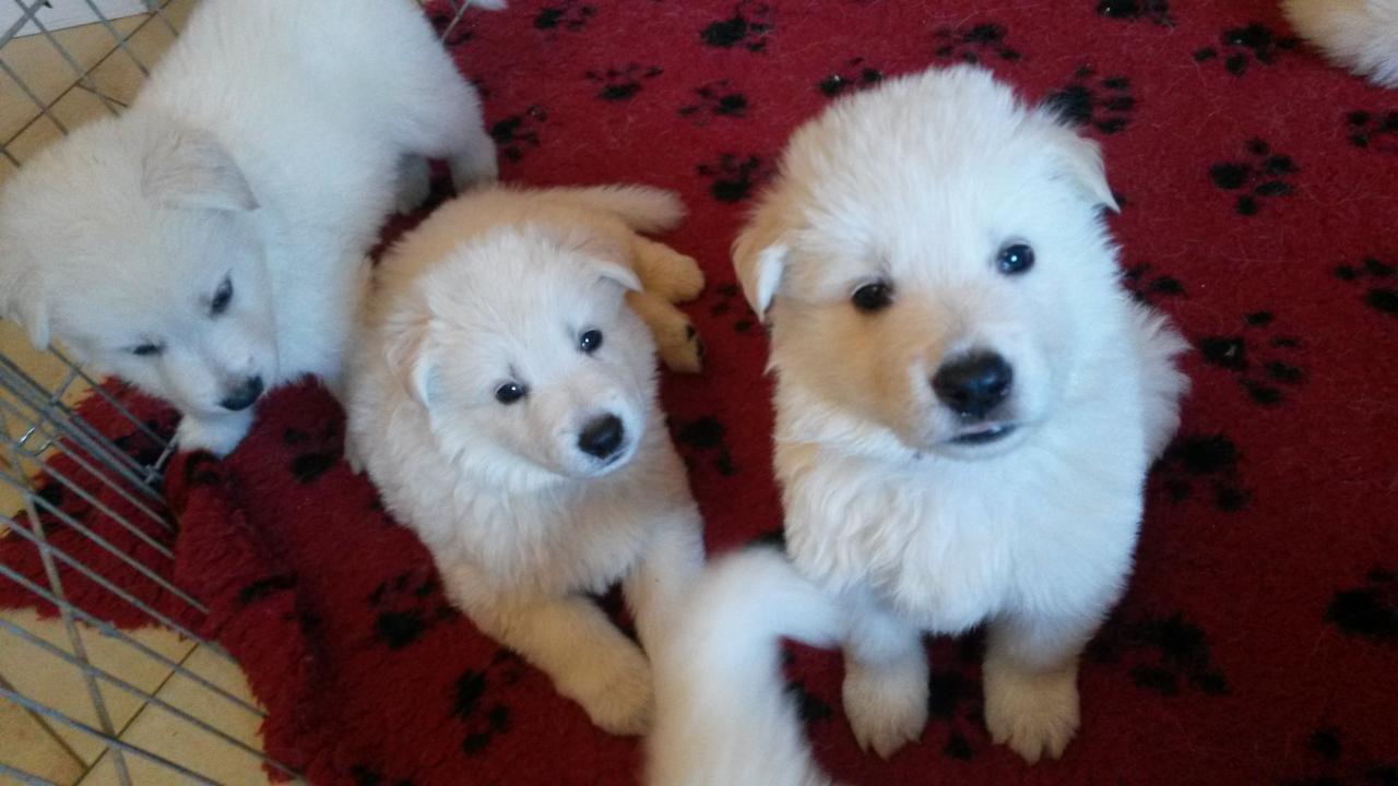coucou