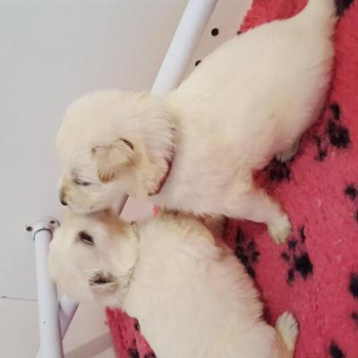 un calin 