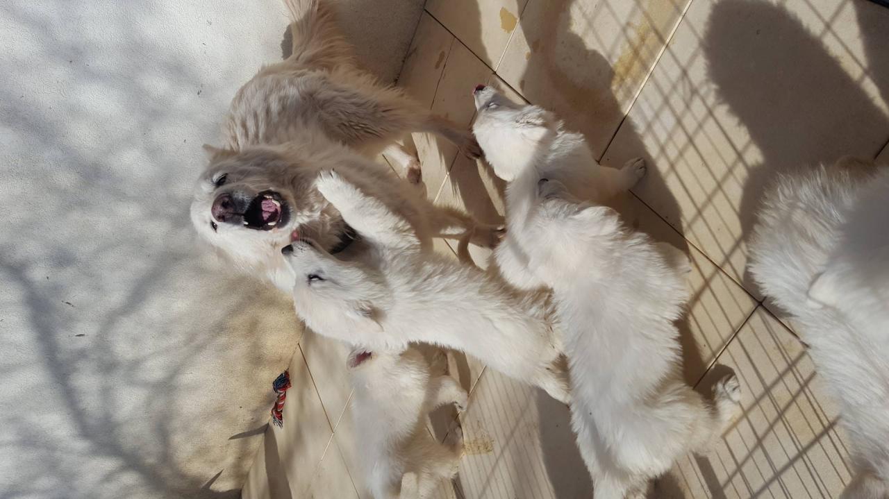 Bisous à Mamie Dolce