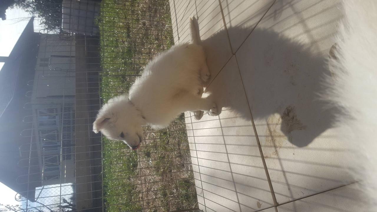 attentif