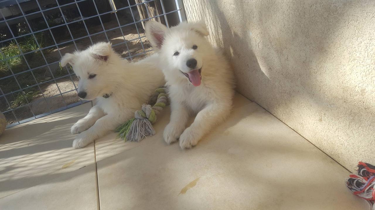coucou !