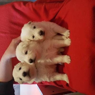 les 3 males à 3 semaines