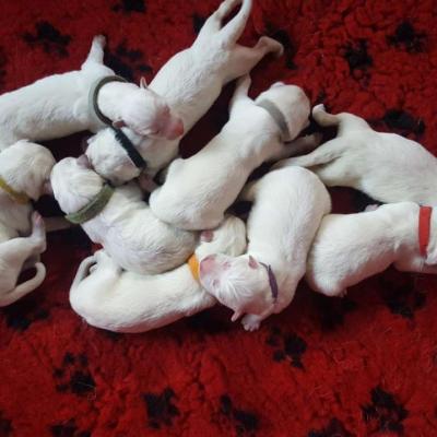 les bébés leur 1er jours