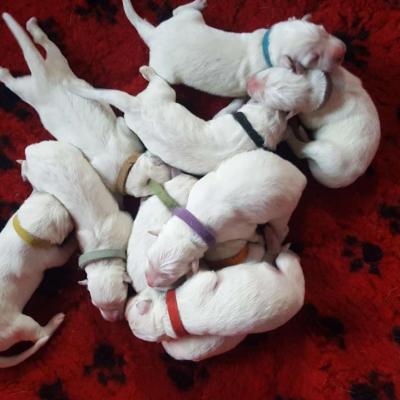 les Gabinoux (bébés de Gabbana