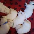 2 semaines et déja de beaux bébés