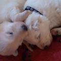 un doudou pour dormir