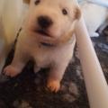 petite bouille