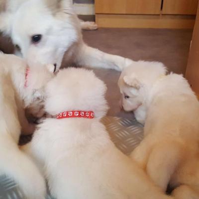 attaque de maman !!