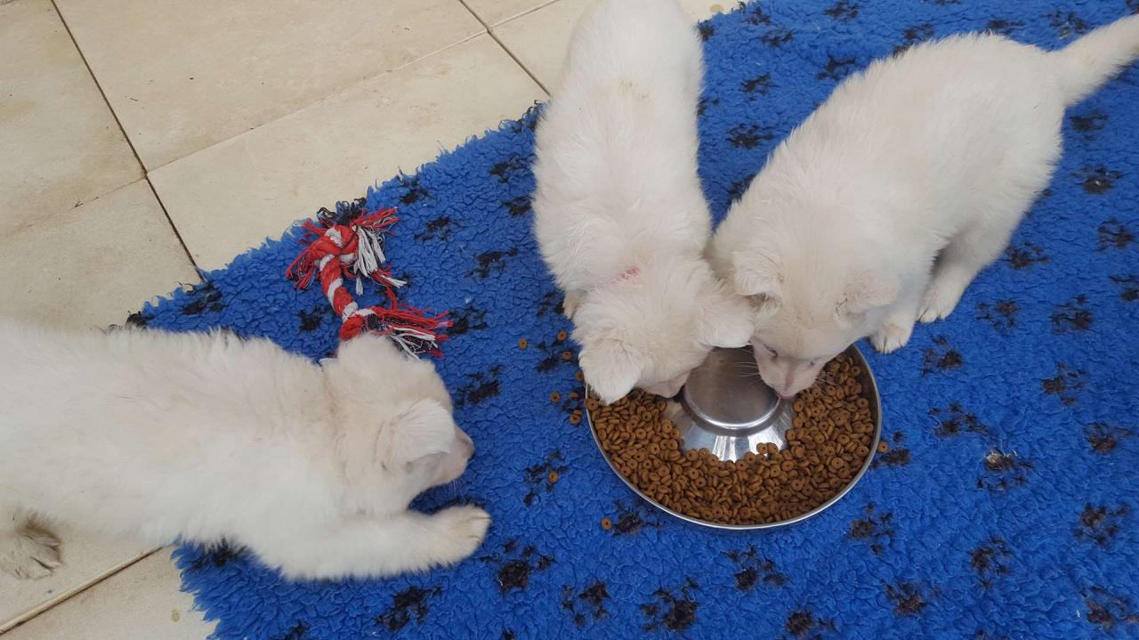 6 semaines et demi on a bon appétit