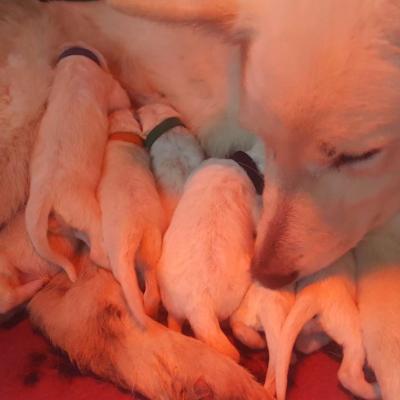 maman rentre vite s'occuper des bébés