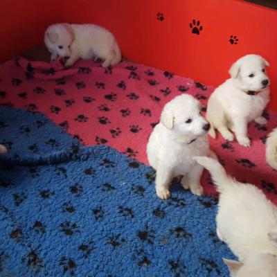 5 semaines les petits loups