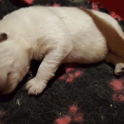 petit choux