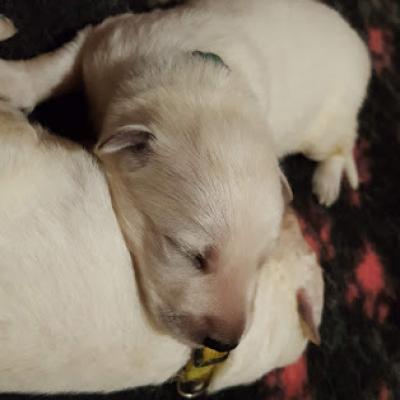calin !