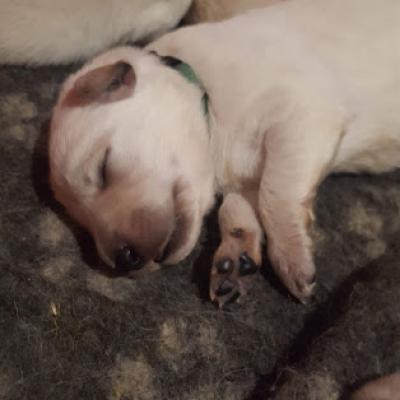 petite bouille