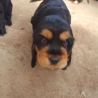 un petit curieux 