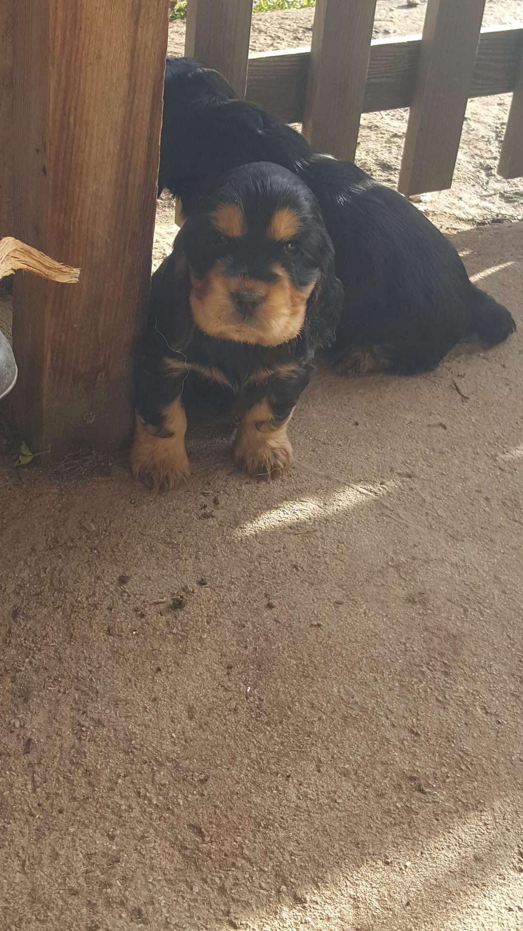 petit choux