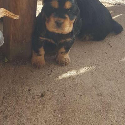 petit choux