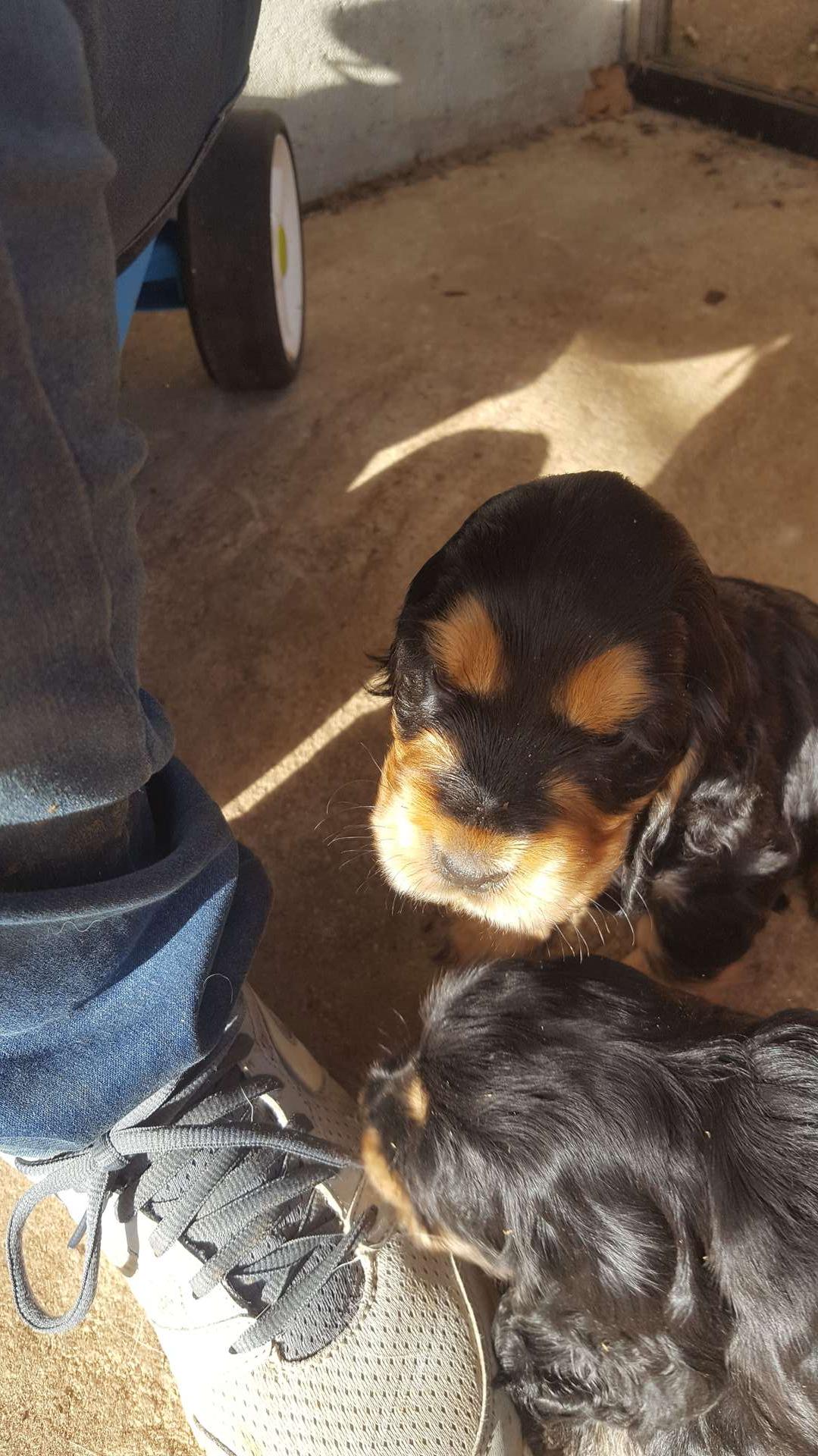 2 chipies