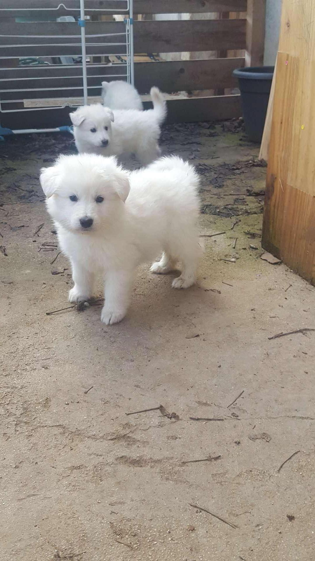 petite bouille