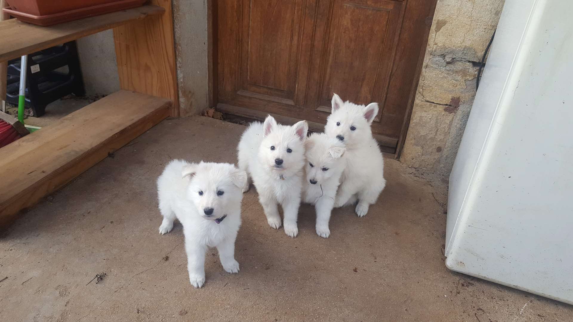 les 4 fifilles