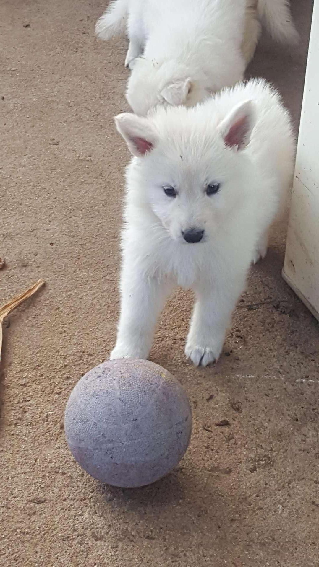 je peux jouer au ballon ?