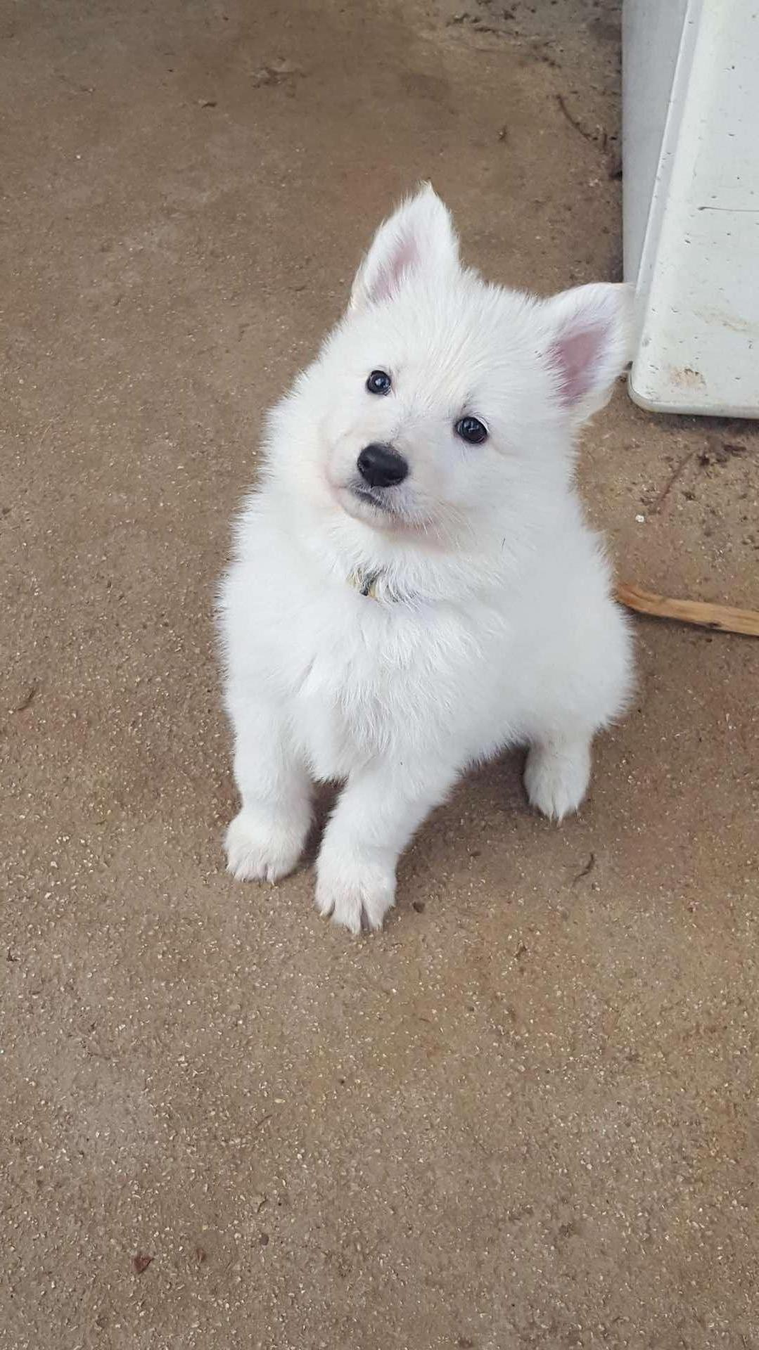petite bouille