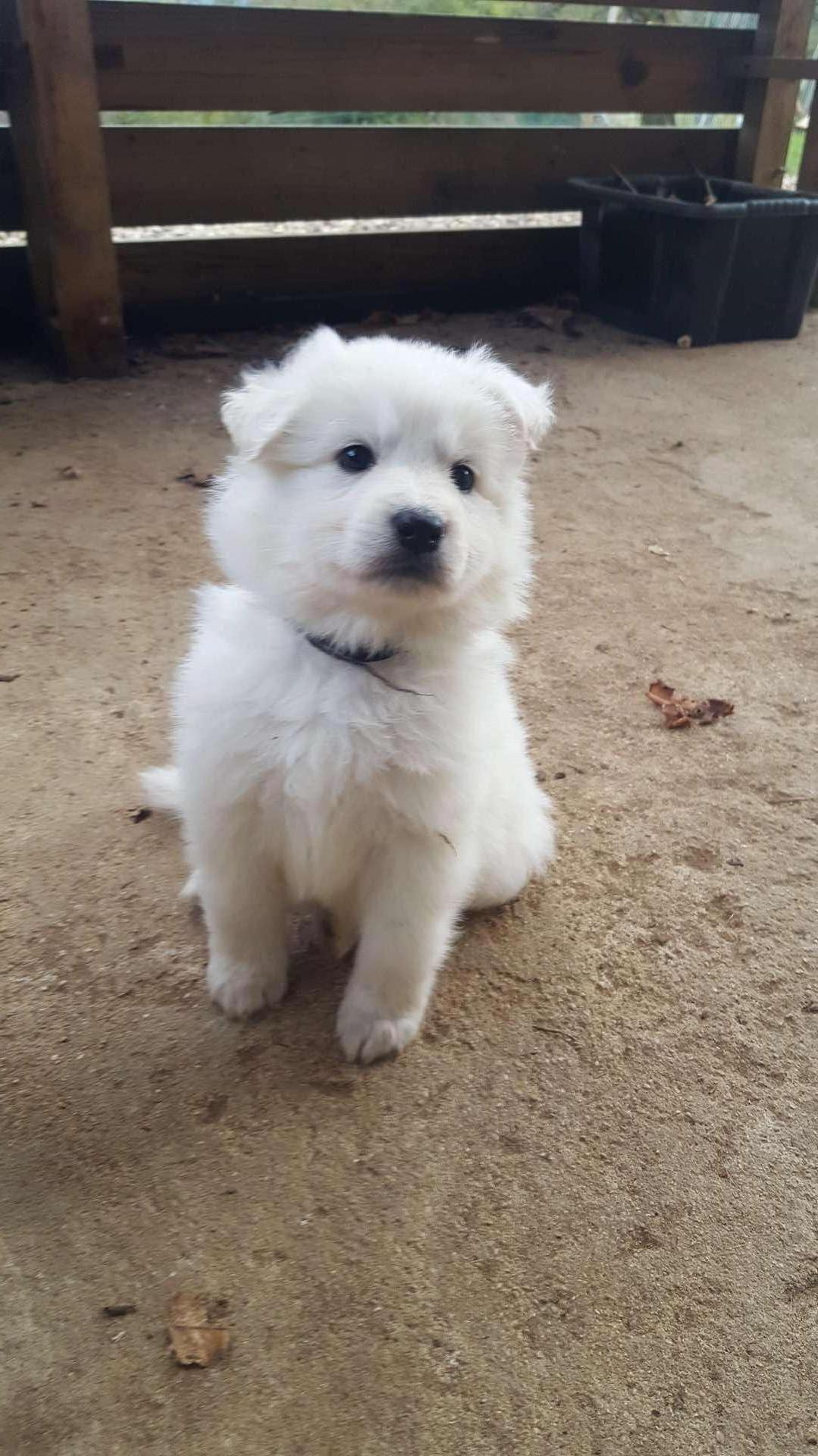 petite bouille