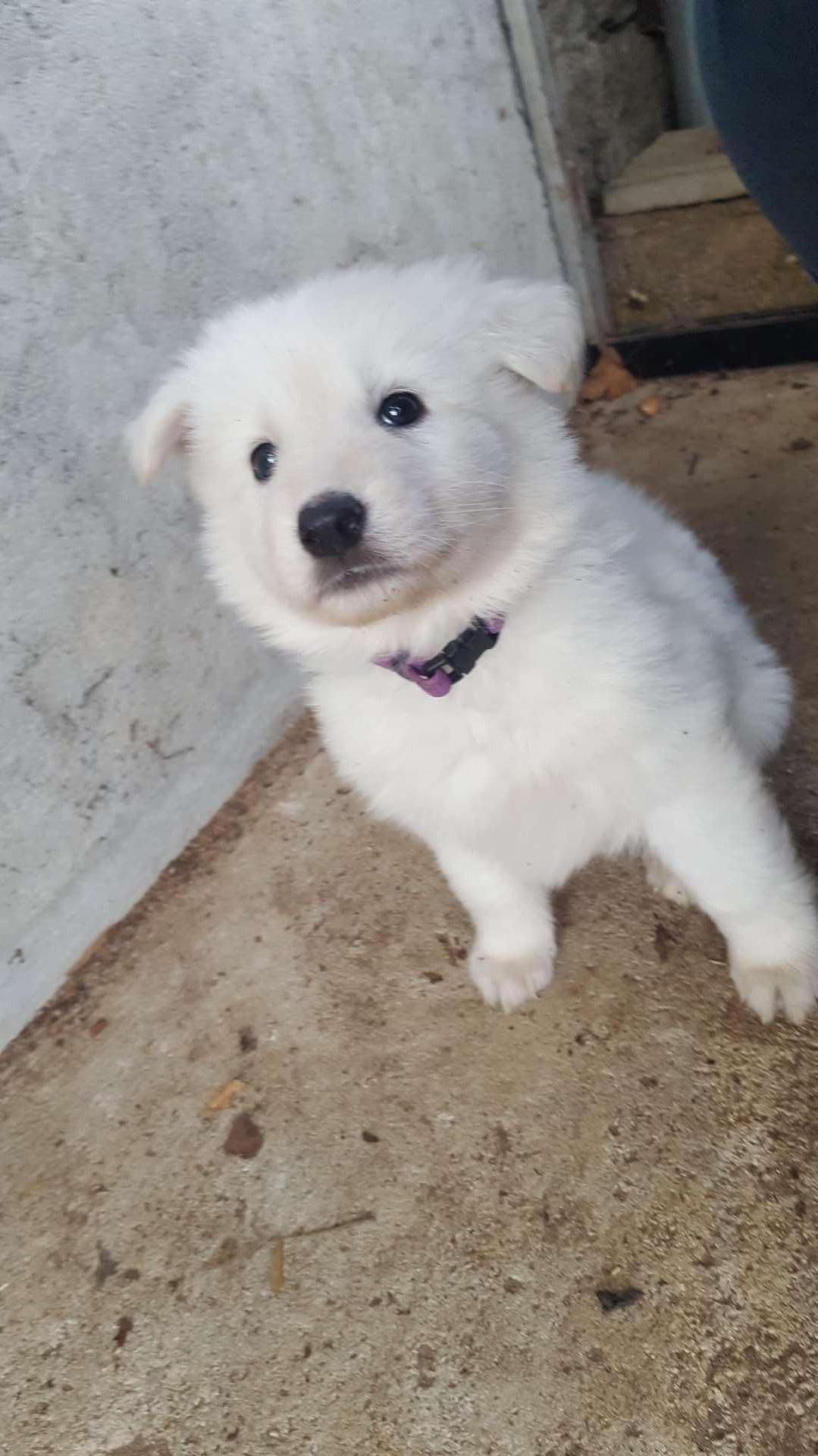 petite bouille