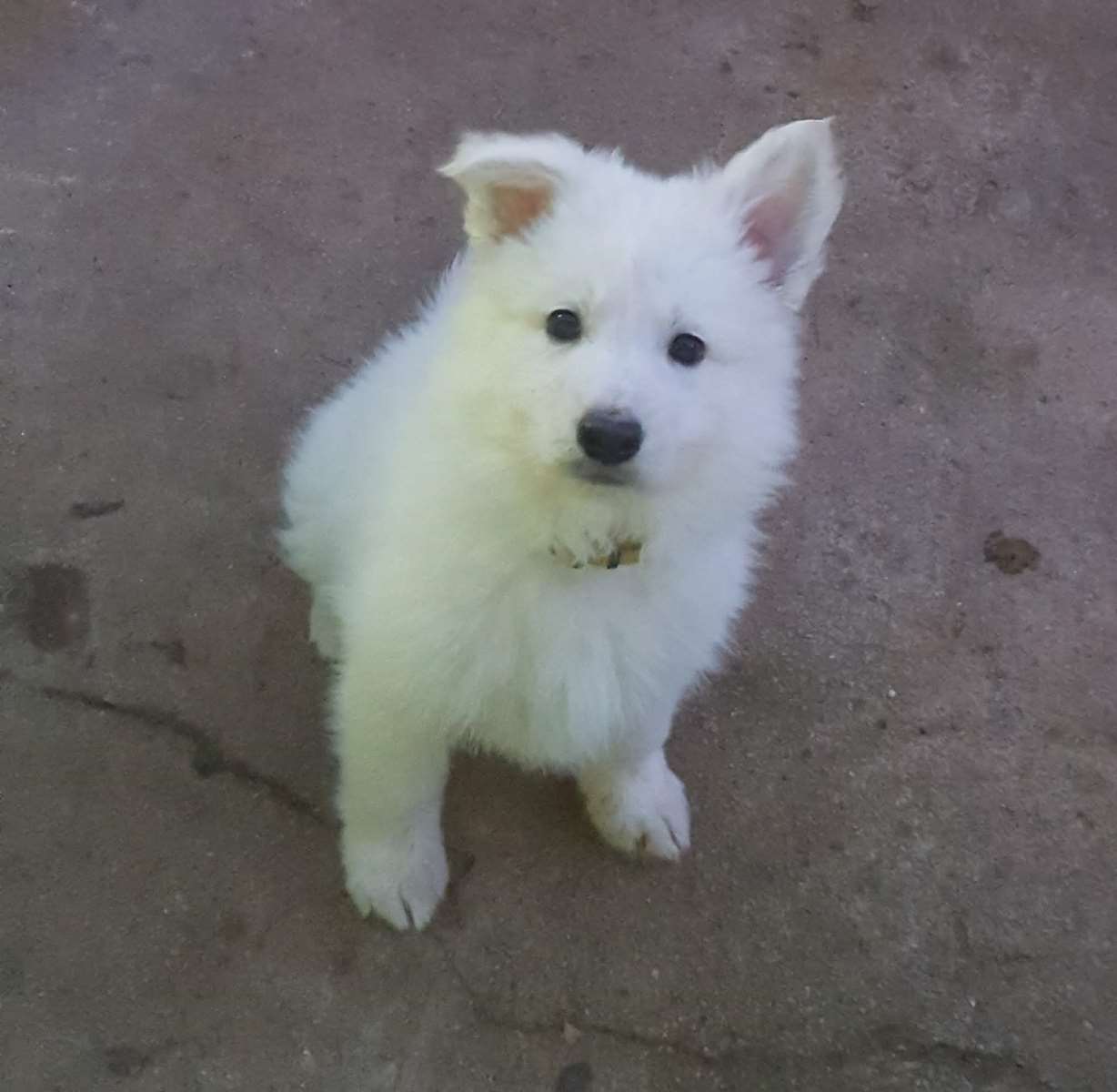 petite bouille