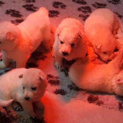 3 semaines les petits loups
