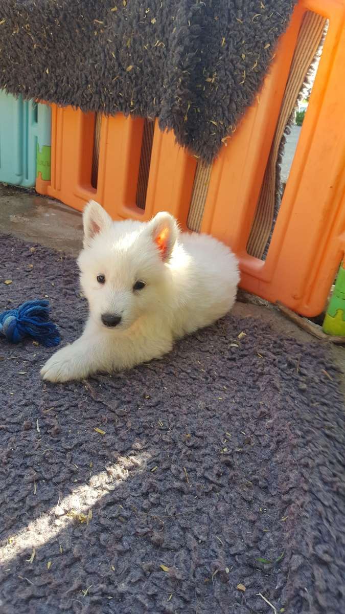 petite bouille