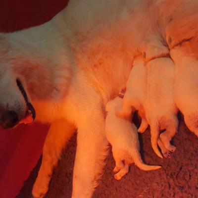 1 semaine , maman veille
