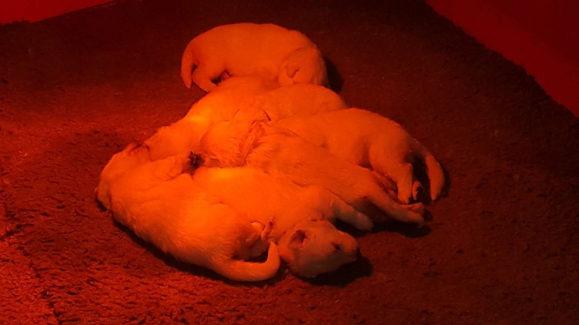 de gros dodos 
