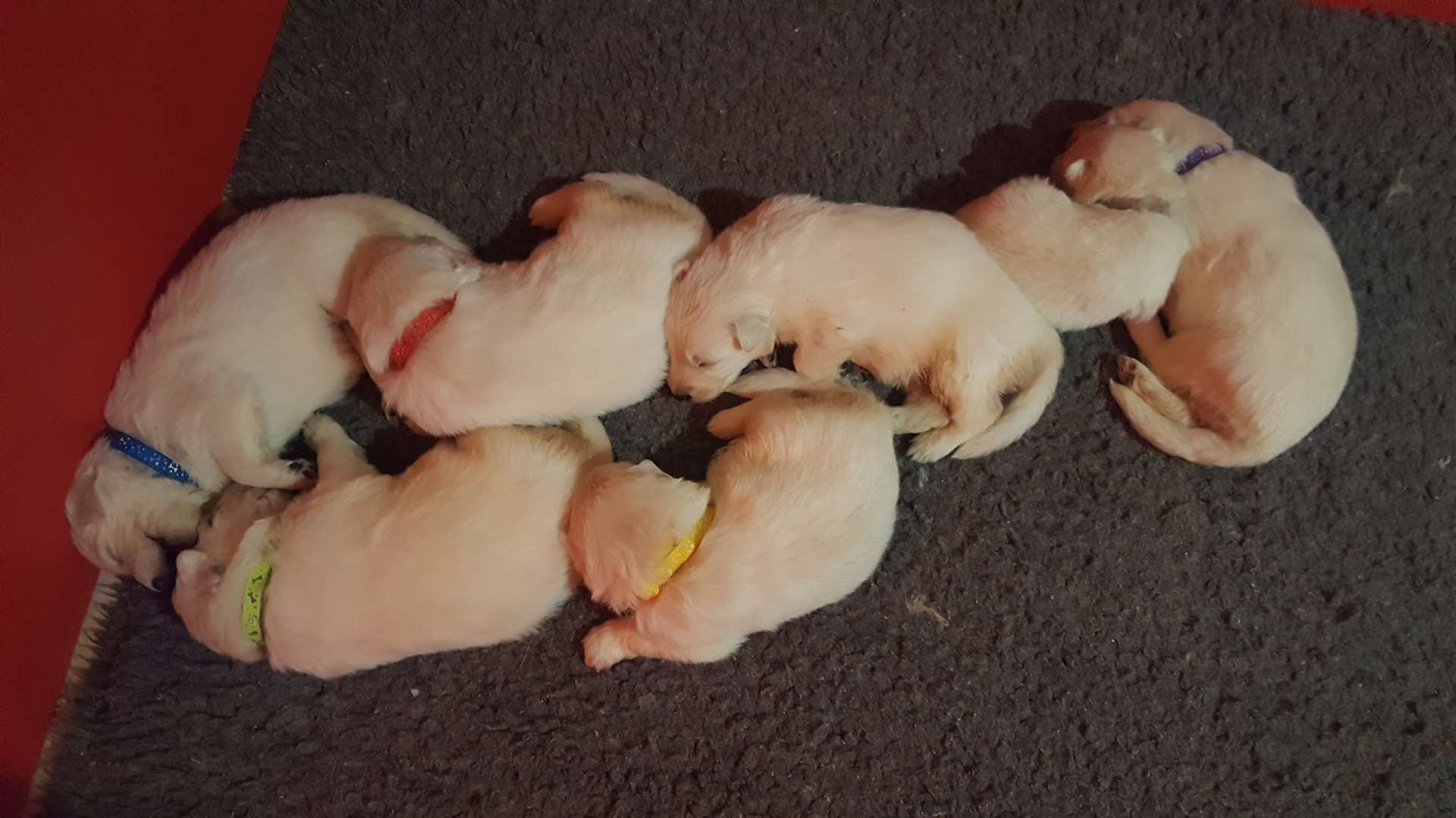 3 semaines