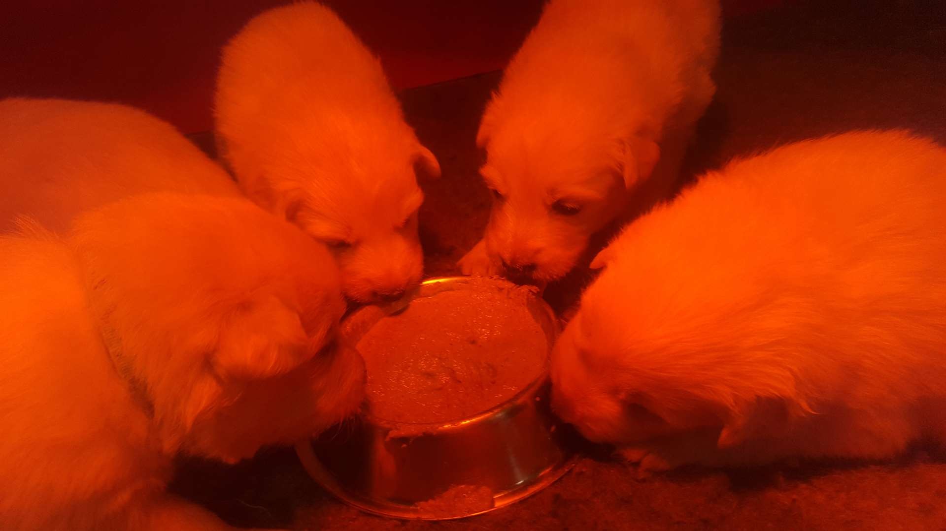 découverte d'un autre repas que le lait
