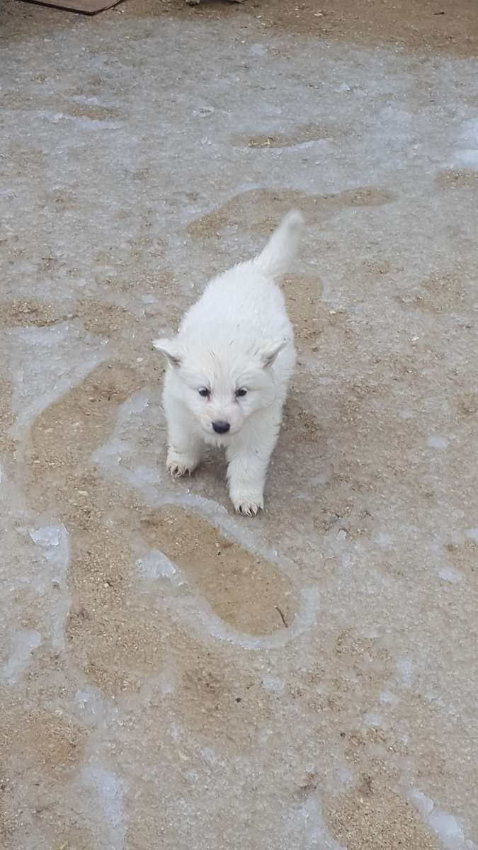 7 semaines , avec une fine couche de neige 