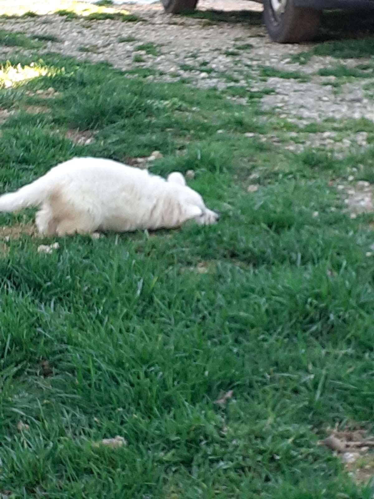 et paf je me suis emmêlé les pattes