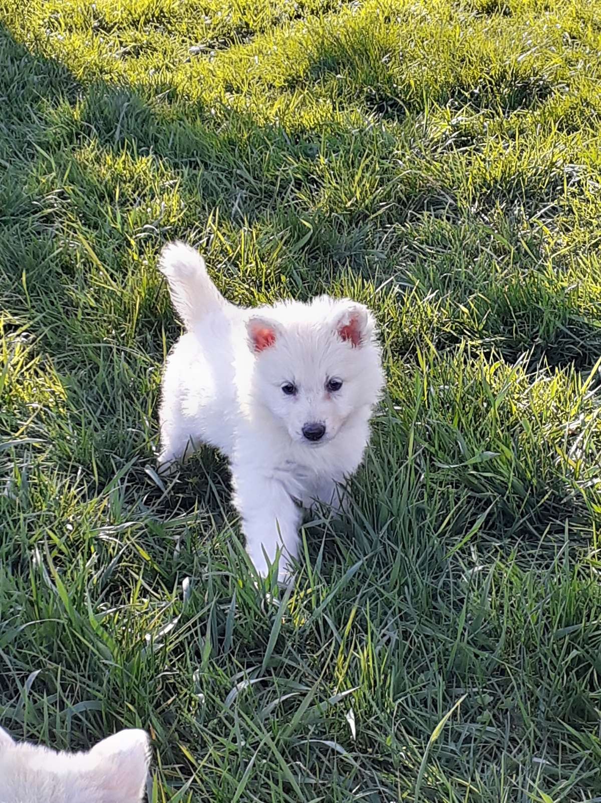 petite puce