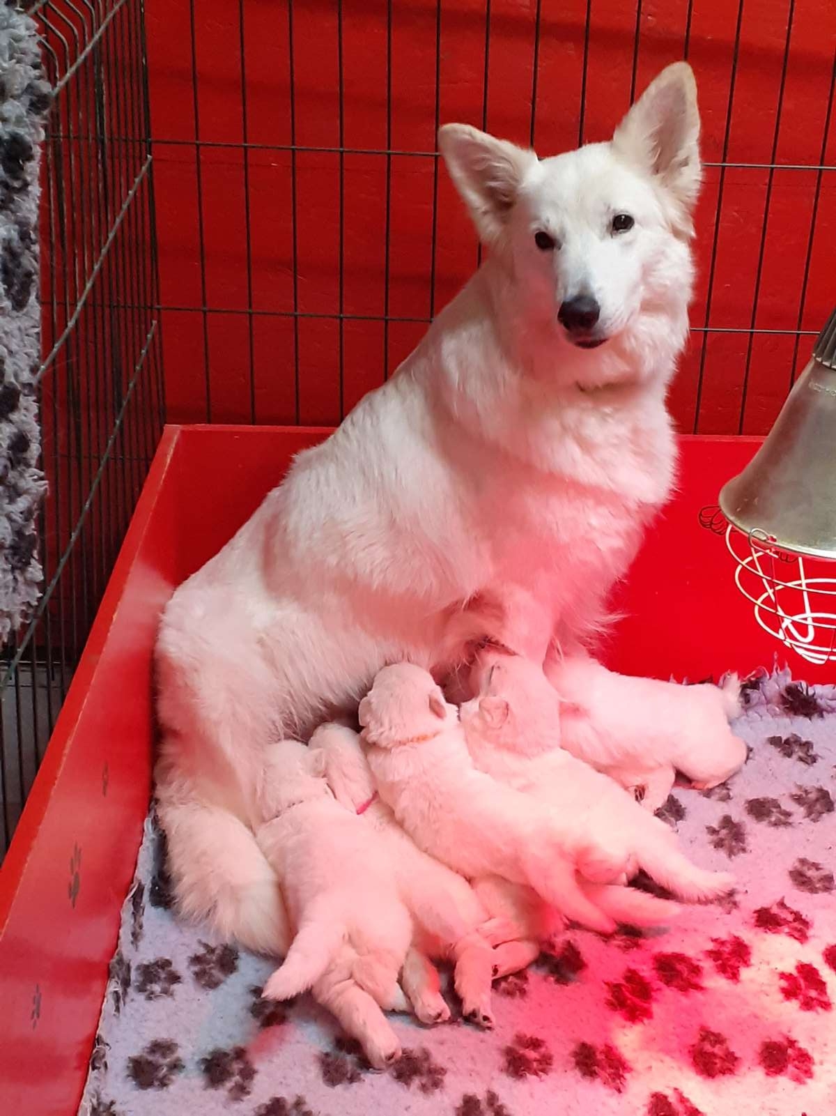 les bouilles oui mais maman a encore du bon lait !