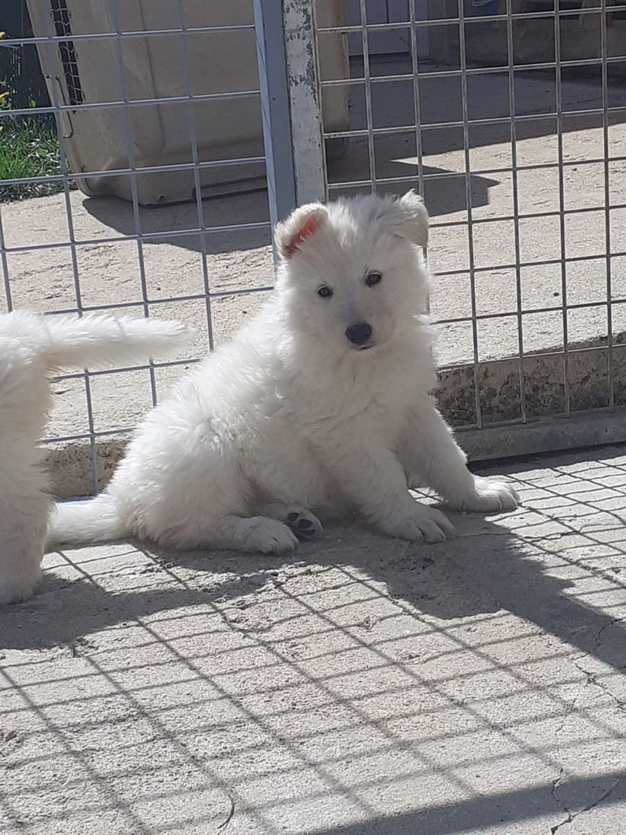 je pose
