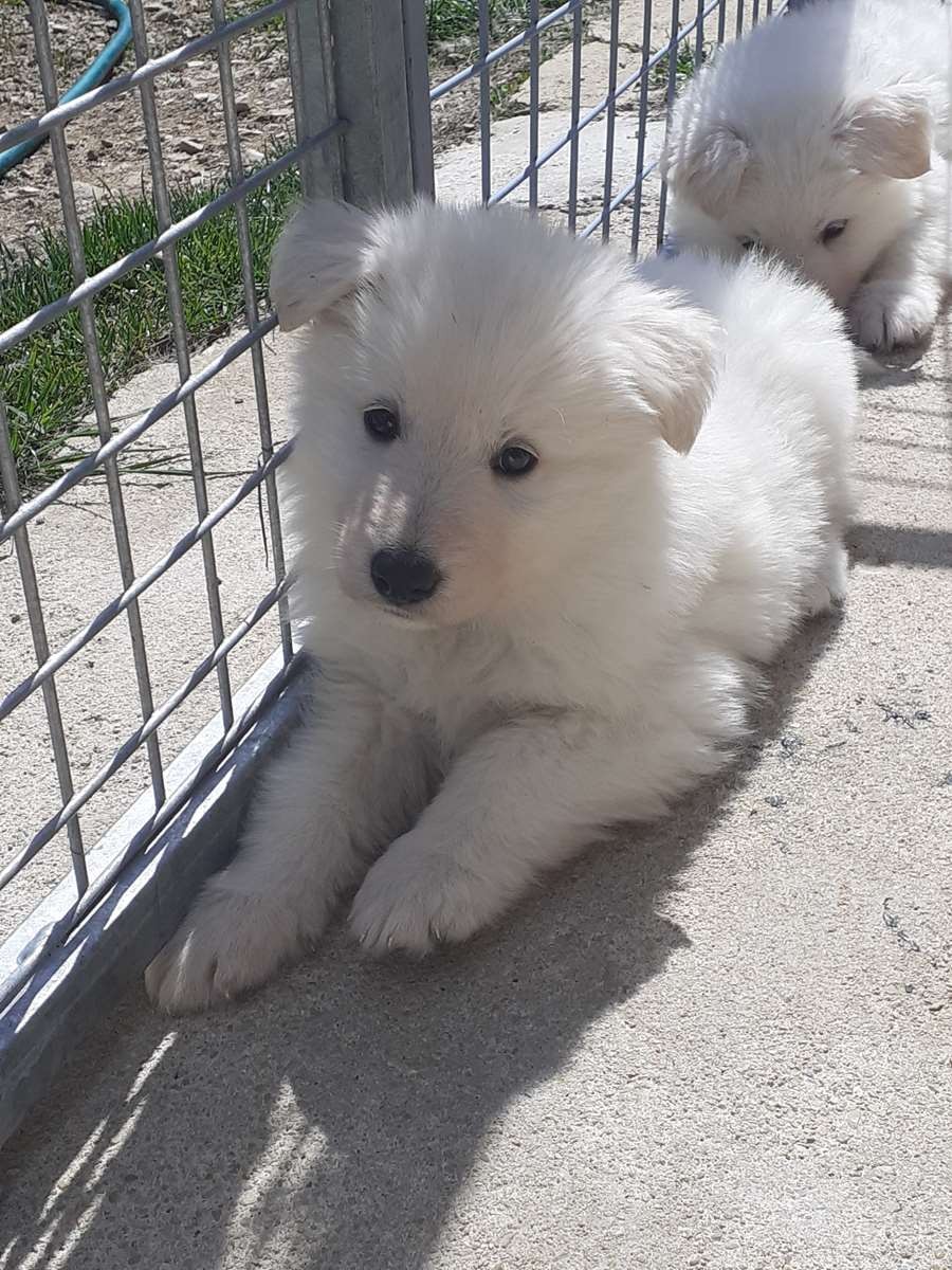 petite bouille