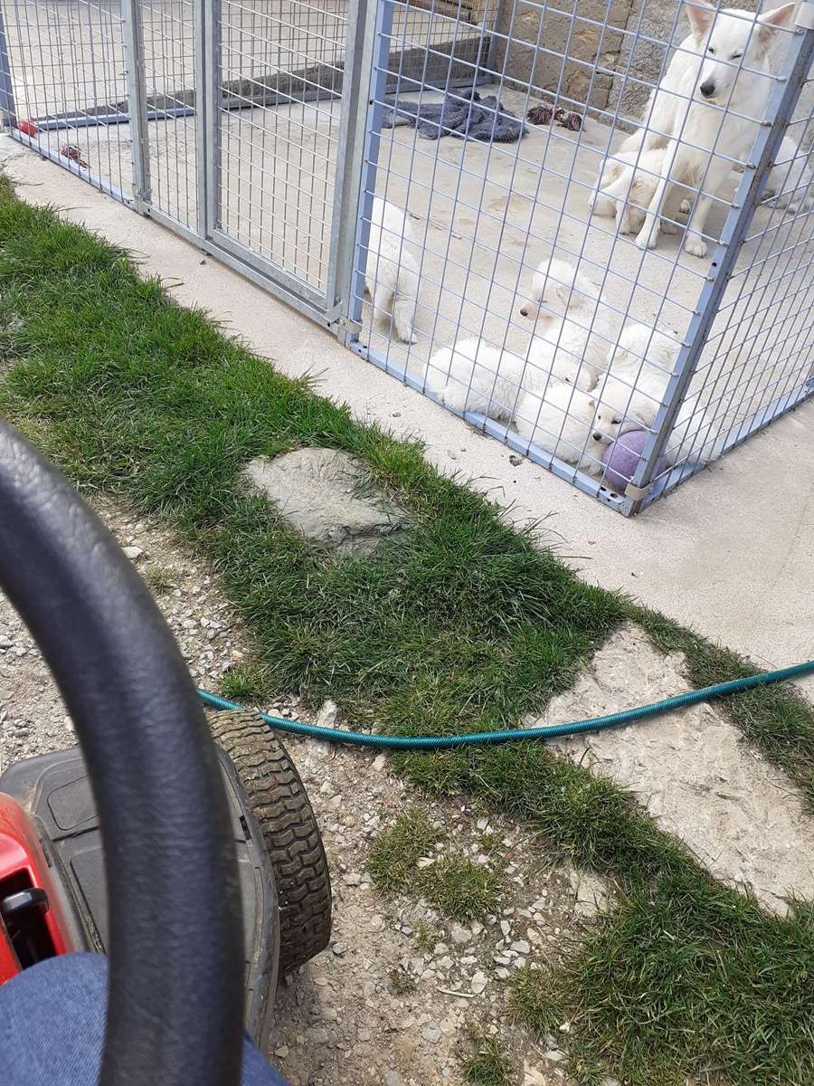 activité tracteur tondeuse (vidéo dispo sur leur page rubrique chiots)