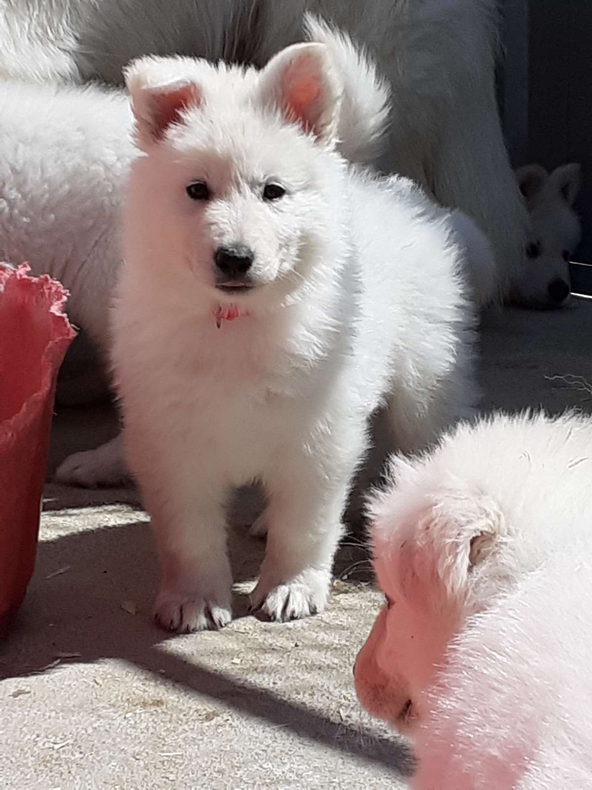 coucou