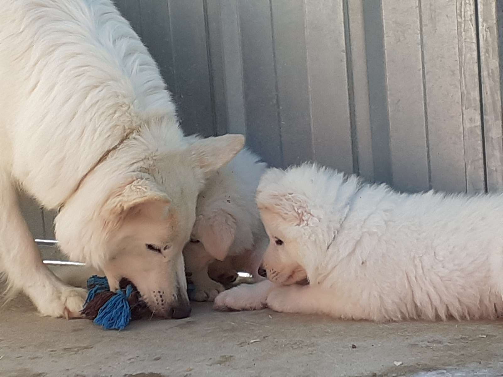 maman aussi adore les jouets