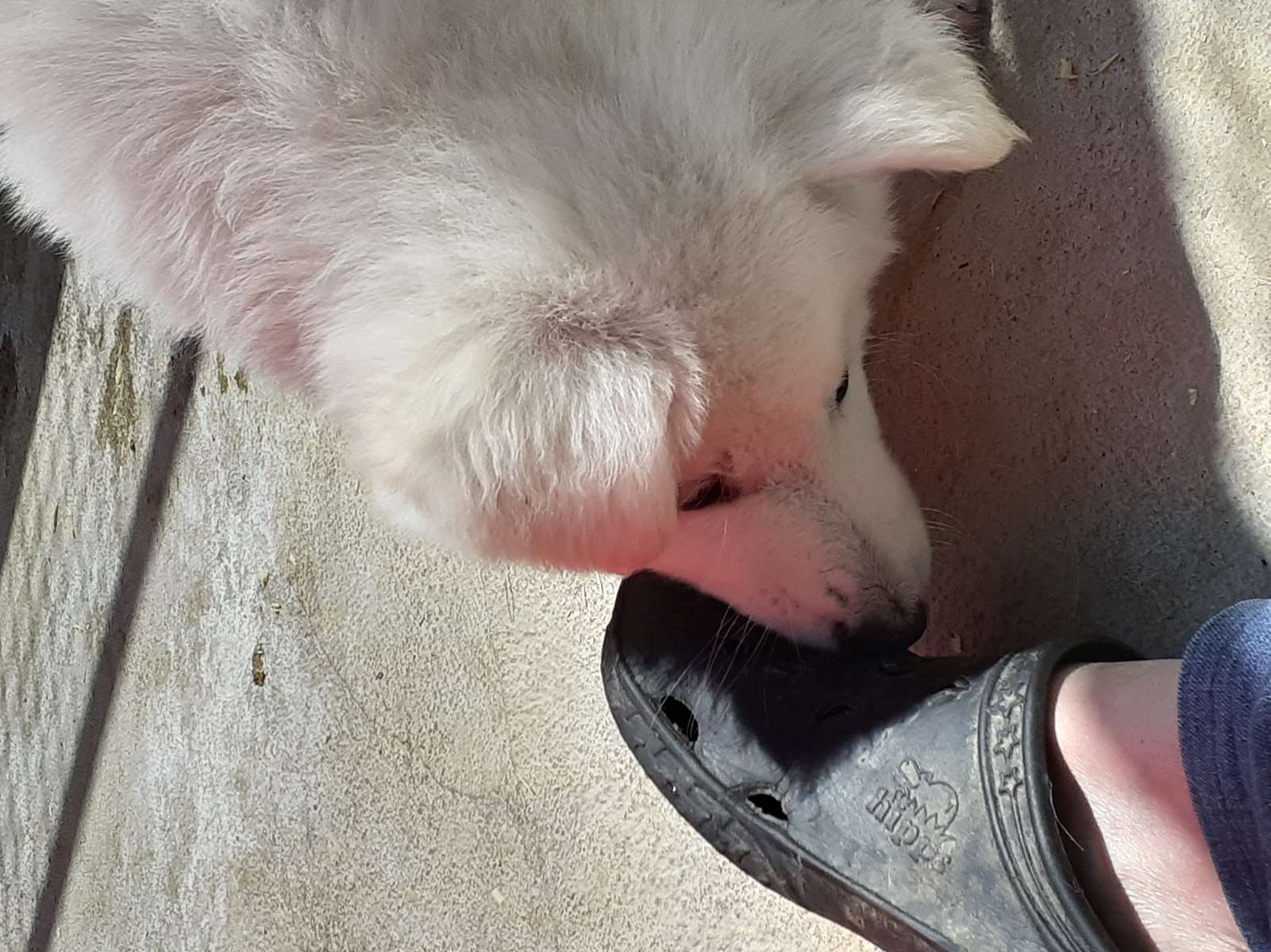 ca ca ce mange ??