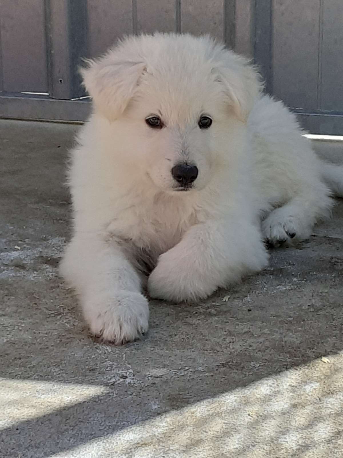 petite bouille