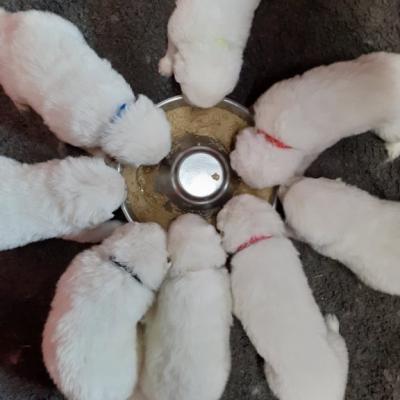 4 semaines , on a bon appétit 