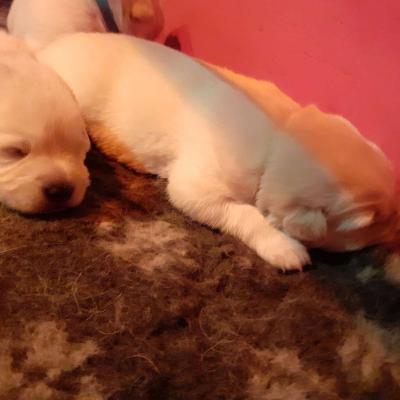 petites bouilles