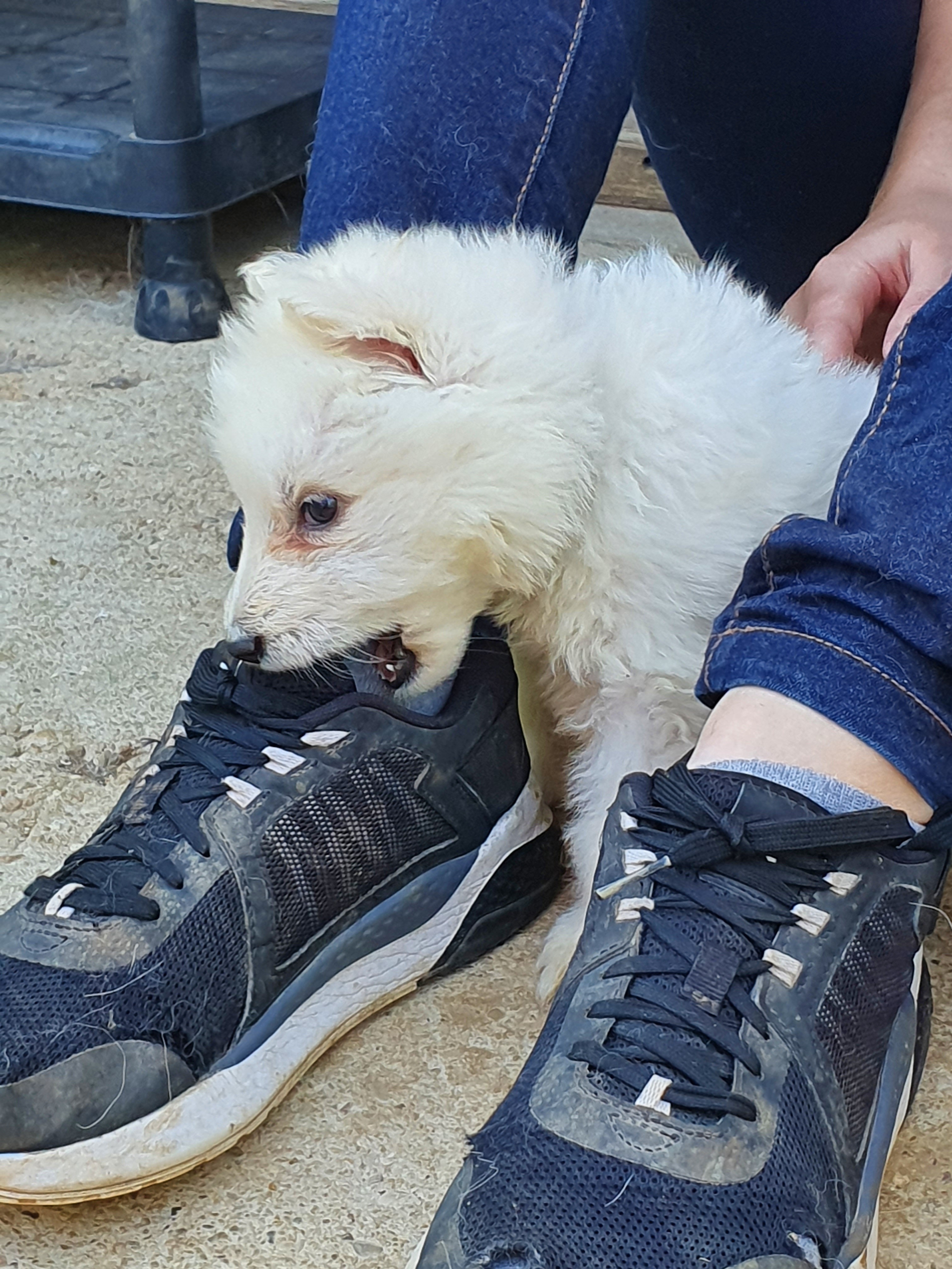attaque de chaussure 