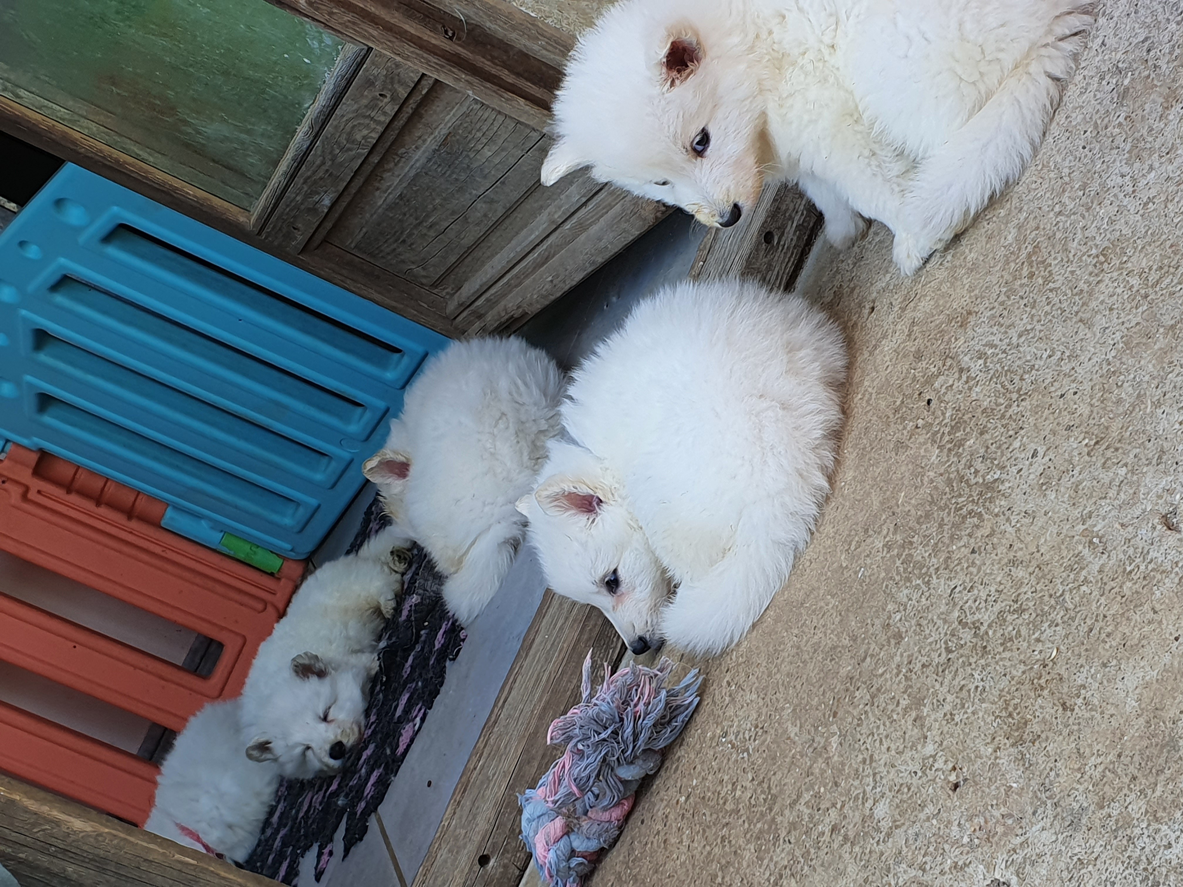 pfiou c'est épuisant d'être un chiot !